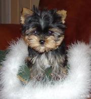  CUTE AND ADORABLE YORKIES PUPPIES 