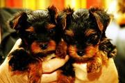 male and female teacup yorkie puppies to loving homes