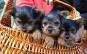  Angelic Teacup Yorkies Available Now for free