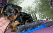 They are lovely tyea cup yorkie puppies for lovely home