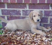 Great Danedoodle for sale 12wks old