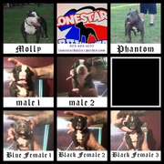 Pups are now here NOW taking DEPOSITS 50/50 re/gotti  PR.UKC reg