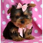 Cute Yorkie Puppies Text us at (760) 890-7537 