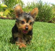 Yorkshire Terrier Puppies available text(914) 228-5599