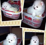 Tiny Toy Poms with GREAT personalities!!