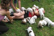 Gorgeous English Bulldog Puppies Text us @ (760) 890-7537 