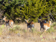 Texas Hunting Ranch for Sale 115 Acres | Kimble County,  Texas