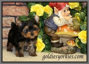 well trained cute lovely and affectionate yorkie puppies for adoption 