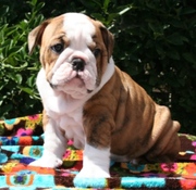 OUT STANDING ENGLISH BULLDOG PUPPIES READY