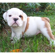 Awesome English Bulldog puppies for Adoption By a Caring Family