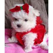 Two Lovely Maltese Puppies For A Home..