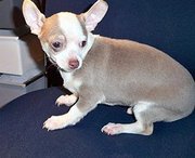 Awaresome Chihuahua Puppies For sale