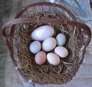 Fertile Parrot Eggs Varieties for Sale