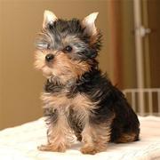Adorable Male And Female Yorkie Puppies Available Now