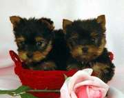 Healthy Adorable Tea Cup Yorkie Puppies For  Free.