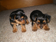   AKC Teacup Size Yorkshire Terrier Babies Needs A Family