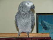 Nice african grey parrot for a new home