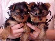 10 weeks old yorkie puppies