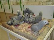 Healthy Parrots, chicks and fertile eggs ready for sale.