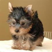 Adorable Yorkies Puppies For Adoption