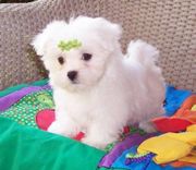 Adorable Maltese Puppies For A New Homes