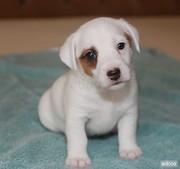 Good Looking Jack Russell Puppies For Adoption
