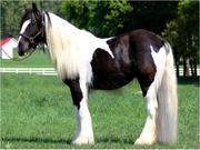 Outstanding Gypsy Vanner Horse For Adoption