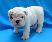 Marry X-mass Quality English Bulldog Puppies For Adoption!!!!!!!