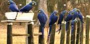 Talking Hyacinth Macaws For Sale